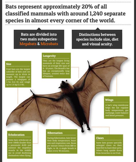 蝙蝠出現|蝙蝠資訊站 Bats information about Taiwan